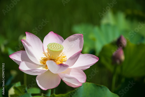 Obraz na płótnie 夏の千秋公園 大手門の堀に美しく咲き誇るピンクのハスの花 秋田県秋田市