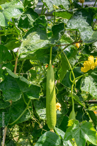 Canvastavla Developing luffa gourd hanging from green vine with lobed leaves and yellow flo
