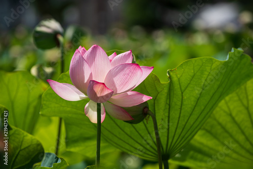 Obraz na płótnie 夏の千秋公園 大手門の堀に美しく咲き誇るピンクのハスの花 秋田県秋田市