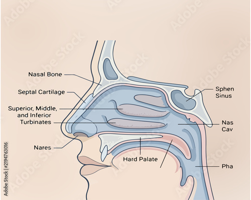 illustration of anatomy of the nasal cavity