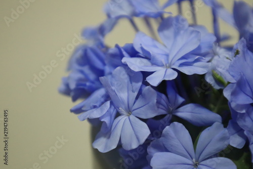 Purple flowers 