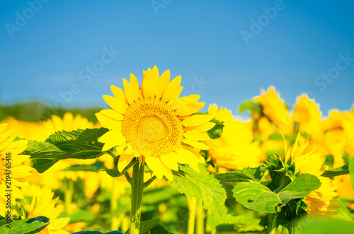 Plakat 夏の北海道・北竜町ひまわりの里