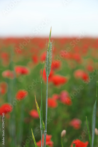 Green Wheat Spike Close Up Against Blurred Red Poppy Field Background
