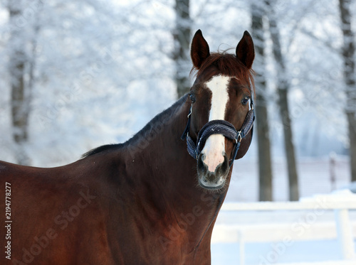 Dressage horse in winter ranch with strong snow storm, snowflakes covered animal