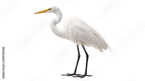 Konstfotografi Egret standing with neck curved on white background, isolated on png, transparen