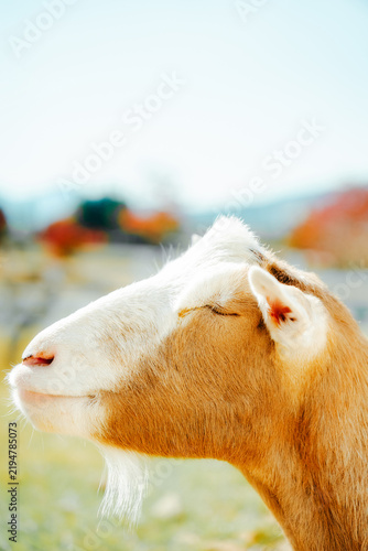 Cuadro en lienzo Portraits of goats on a sunny farm