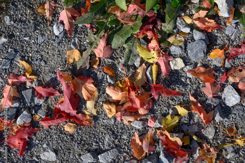 Obraz na plátně The rocky soil is strewn with autumn red, green and yellow leaves