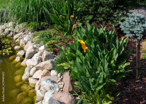 Orange calla lilies (Zantedeschia) feature striking, trumpet-shaped spathes in vibrant peach, copper, or sunset-orange hues growing along the pond in a garden in summer