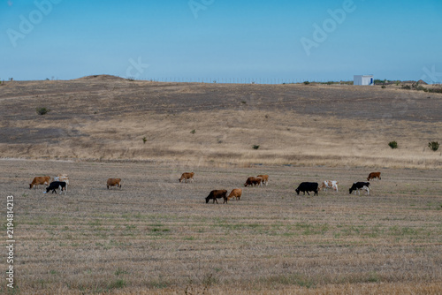 A herd of cattle grazes across a vast, dry pasture set against rolling hills and an expansive blue sky in a rural agricultural countryside.