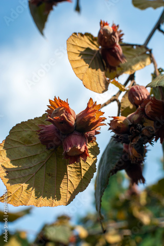 Red Filbert  an attractive ornamental and edible hazelnut shrub growing in a garden . Edible nuts wrapped in striking dark red or purple husks hanging on the branch  multi-stemmed deciduous shrub