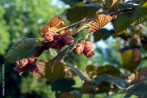 Corylus maxima ‘Red Filbert’-  an attractive ornamental and edible hazelnut shrub growing in a garden . Edible nuts wrapped in striking dark red or purple husks hanging on the branch  multi-stemmed de