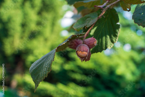 Hazel Red Filbert growing in a garden. Close up of branch of  highly ornamental, deciduous large shrub. The leafy outer casing wrapping the nut  have a deep reddish-purple  tint.