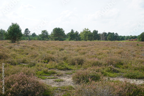 Panorama of a field or meadow of heather flowers (Calluna vulgaris) in Schönower Heide, Brandenburg, Germany