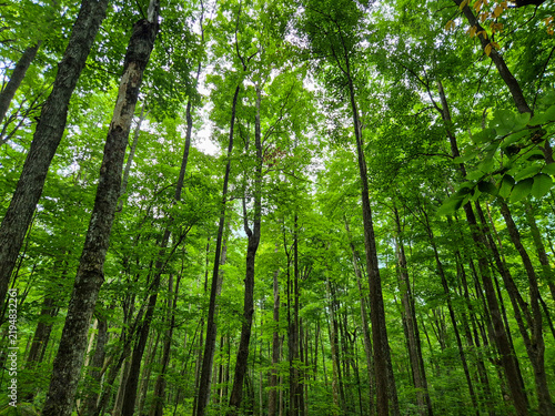 green pino North America forest