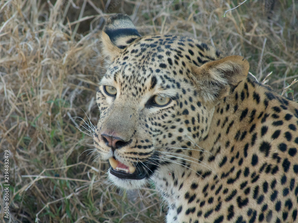 Obraz premium Leopard portrait in Botswana