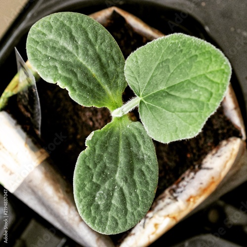 Canvastavla Top view of a young cucurbit seedling sprout with textured leaves in a potting container