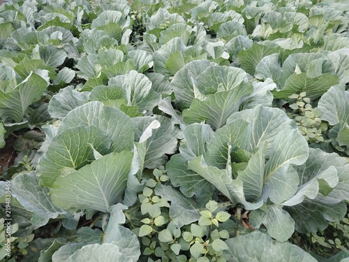 Fotografía Fresh green cabbage plants growing densely in a healthy outdoor vegetable garden