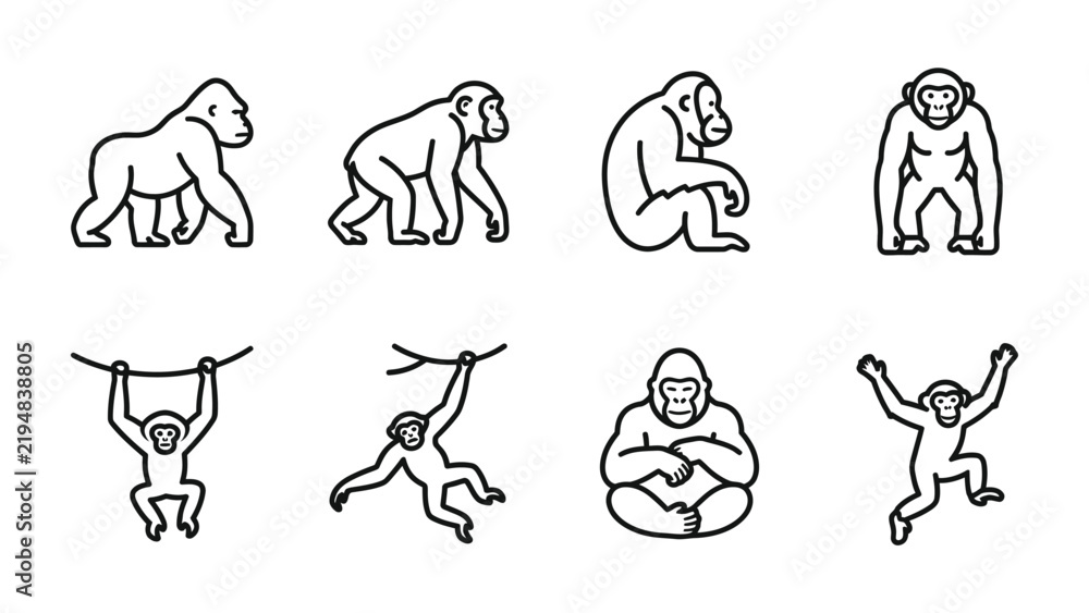 Fototapeta premium Primate Icon Set: A collection of simple line art icons depicts various primates in different poses, including gorillas, chimpanzees, and orangutans, showcasing their diversity and behavior.