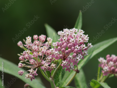 Pink and white flowers of swamp milkweed plant.