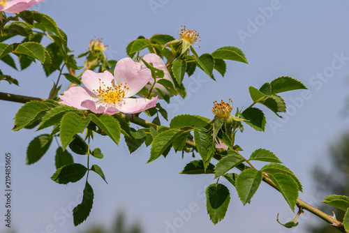 Exploring the beauty of Rosa canina the dog rose with delicate pink flowers and resilient thorny stems against a clear blue sky