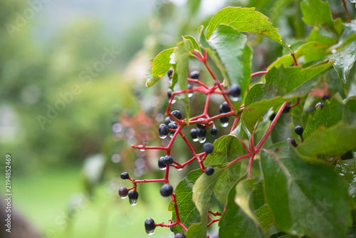 Bild auf Leinwand wild wet berries slow mo macro close up, water droplets artistic abstract close
