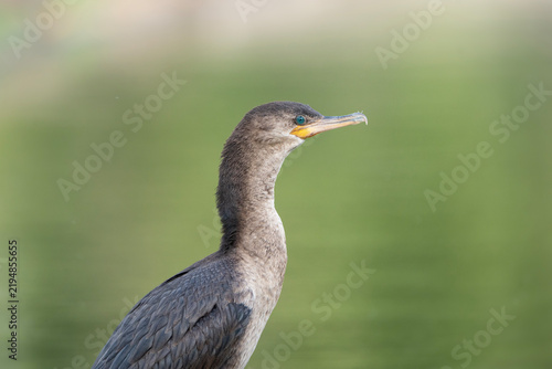 Neotropic cormorant, portrait of Nannopterum brasilianum in Argentina