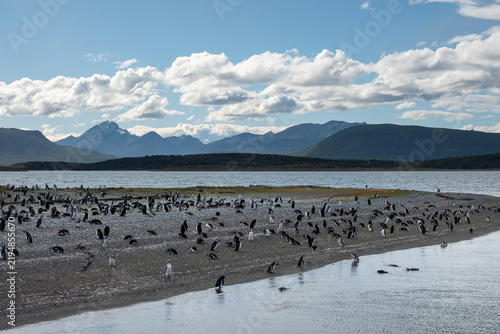 penguins on Martillo Island near Ushuaia, colony of Spheniscus magellanicus in Argentina