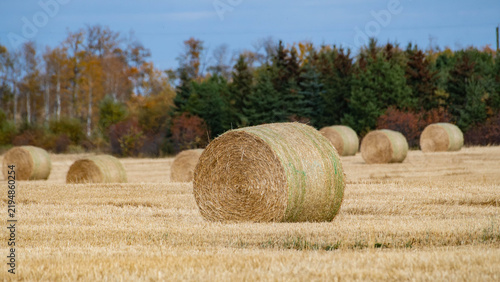 Round hay bales in an agricultural field on an autumn day, Alberta, Canada