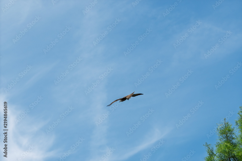Obraz premium Oiseau de proie planant dans le ciel bleu à la cime d'une forêt