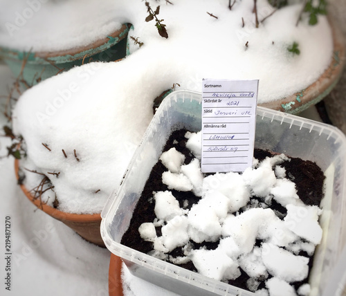 Winter sowing of columbine flower seeds in a plastic container covered with fresh snow outdoors.