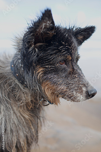 Wet and sandy dog with shaggy fur looks into the beach at distance