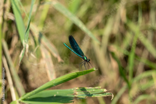 Bild auf Leinwand Blauflügel- prachtlibelle am Ufer der Wesenitz bei Neukirch in der Oberlausitz 6