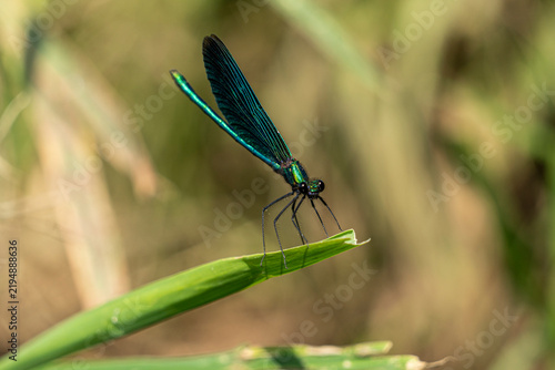 Blauflügel- prachtlibelle am Ufer der Wesenitz bei Neukirch in der Oberlausitz 5