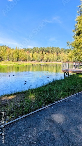 Autumn calm lake with ducks swimming near the shore, bordered by lush green forest and a wooden pier under a bright blue sky. Peaceful autumn nature 