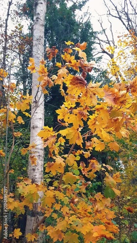 Close-up of maple tree branch with vibrant golden yellow autumn leaves sway in wind against birch trunk in forest or park. Late fall season natural background from lush autumnal foliage, vertical shot