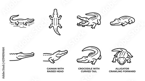 Set of Crocodile, Alligator, and Caiman Icons: A collection of stylized, minimalist line art illustrations depicts crocodiles, alligators, and caimans in various poses and viewpoints.