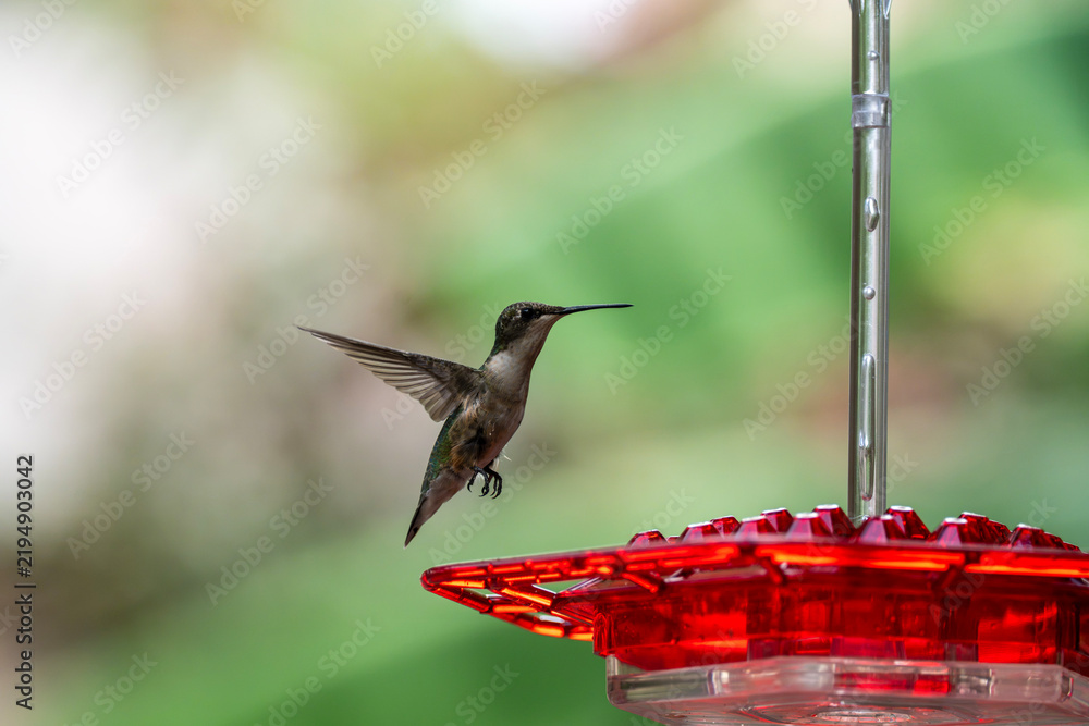 Fototapeta premium Juvenile Ruby-Throated Hummingbird Fall 2026 migration in Houston Texas