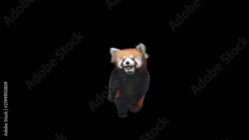 Cute 3D animated red panda dancing rumba with alpha channel. Cartoon animal character isolated for compositing, motion graphics, video editing, and digital content creation.