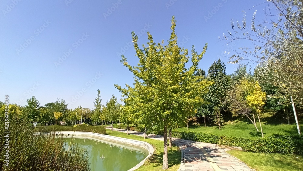 Obraz premium A vibrant American Sweetgum tree (Liquidambar styraciflua) standing near a curving stone path and public park pond under a clear blue sky on a bright sunny summer day.