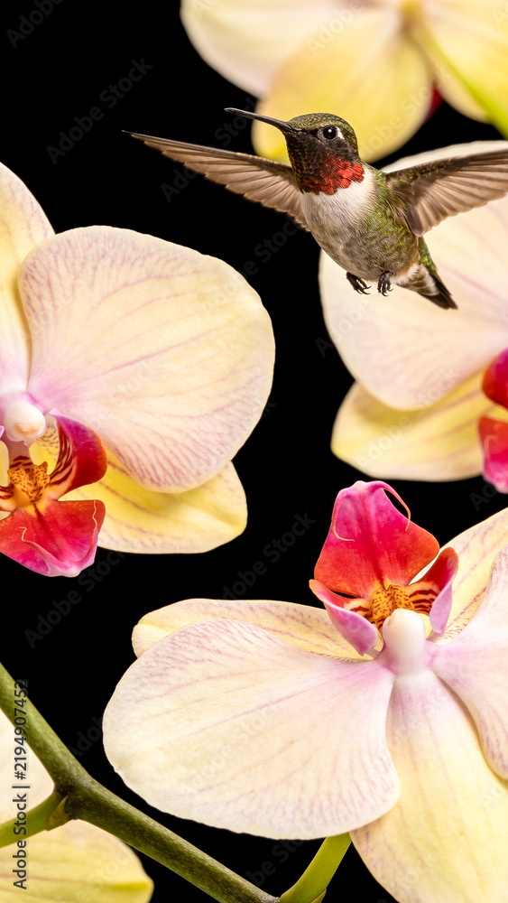 Fototapeta premium Orchid flowers and hummingbird on black background. Beautiful, exotic, tropical blooms and iridescent color bird flying and drinking nectar. White, pink, yellow and magenta blossoms. Close up, motion 