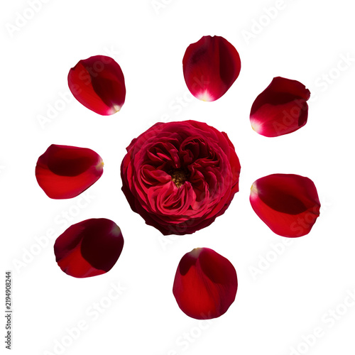 Beautiful deep red rose flower head surrounded by falling petals arranged in a circular pattern