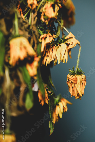 Bouquet of dying wilted yellow daisy flowers in a studio setup.