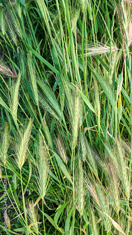 Obraz premium Fresh green wild barley grass stalks with sparkling morning dew drops macro shot natural summer background concept for environment flora and botanical design elements