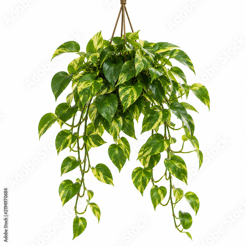 Golden Pothos Illustration: Variegated Tropical Vine with Golden Yellow and Green Heart-Shaped Leaves and Botanical Foliage