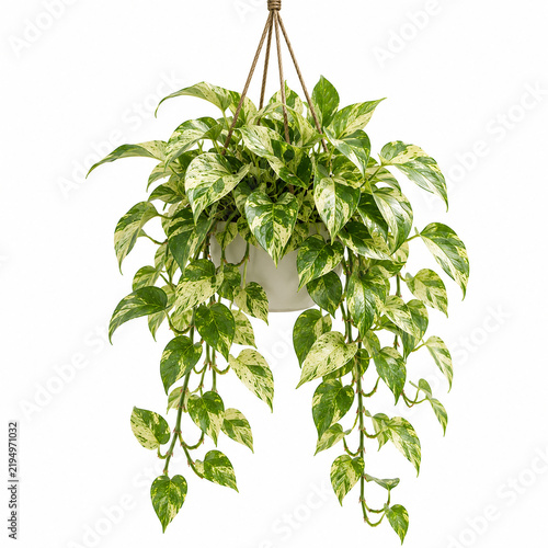 Marble Queen Pothos Illustration: Elegant Variegated Tropical Vine with Creamy White and Green Heart-Shaped Leaves