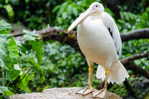 A giant pelican in the Singapore zoo