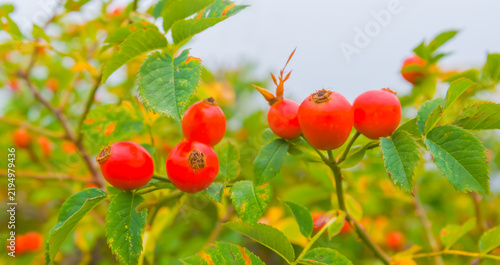 Canvastavla closeup ripen red briar bush natural background