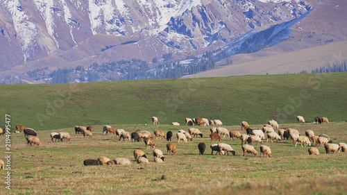 Herd of sheep grazing on green pasture with snowcapped mountains in background