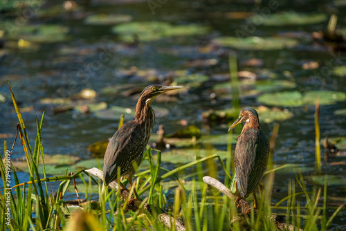 Green Herons in the Pond