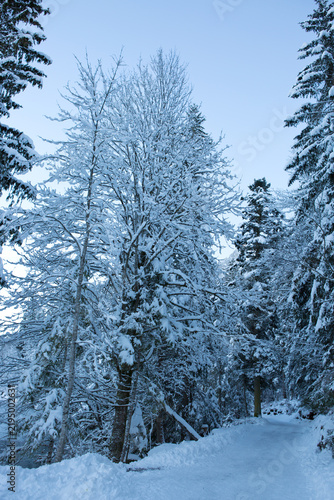 Frozen fir trees after a snowfall on a cold winter day in the Alps forest.